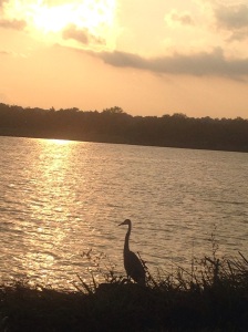 Egret by the Potomac River