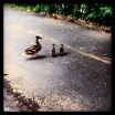 Ducks, seen on my run...